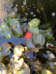Nymphaea rubra