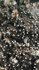 Fungi