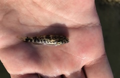 Bathygobius soporator