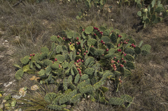 Opuntia mackensenii