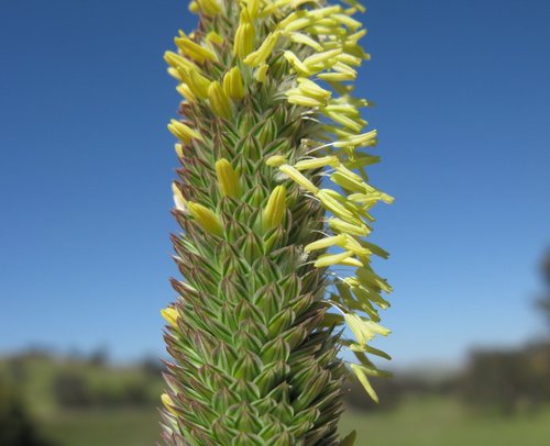 Phalaris aquatica