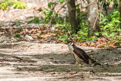 Micrastur semitorquatus