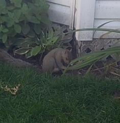 Sciurus carolinensis