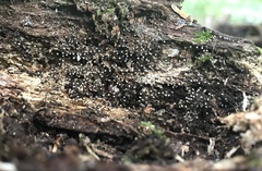 Fungi