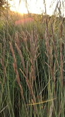 Brachypodium phoenicoides