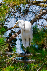 Ardea alba