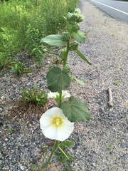 Althaea officinalis