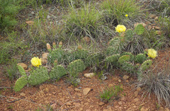 Opuntia mackensenii