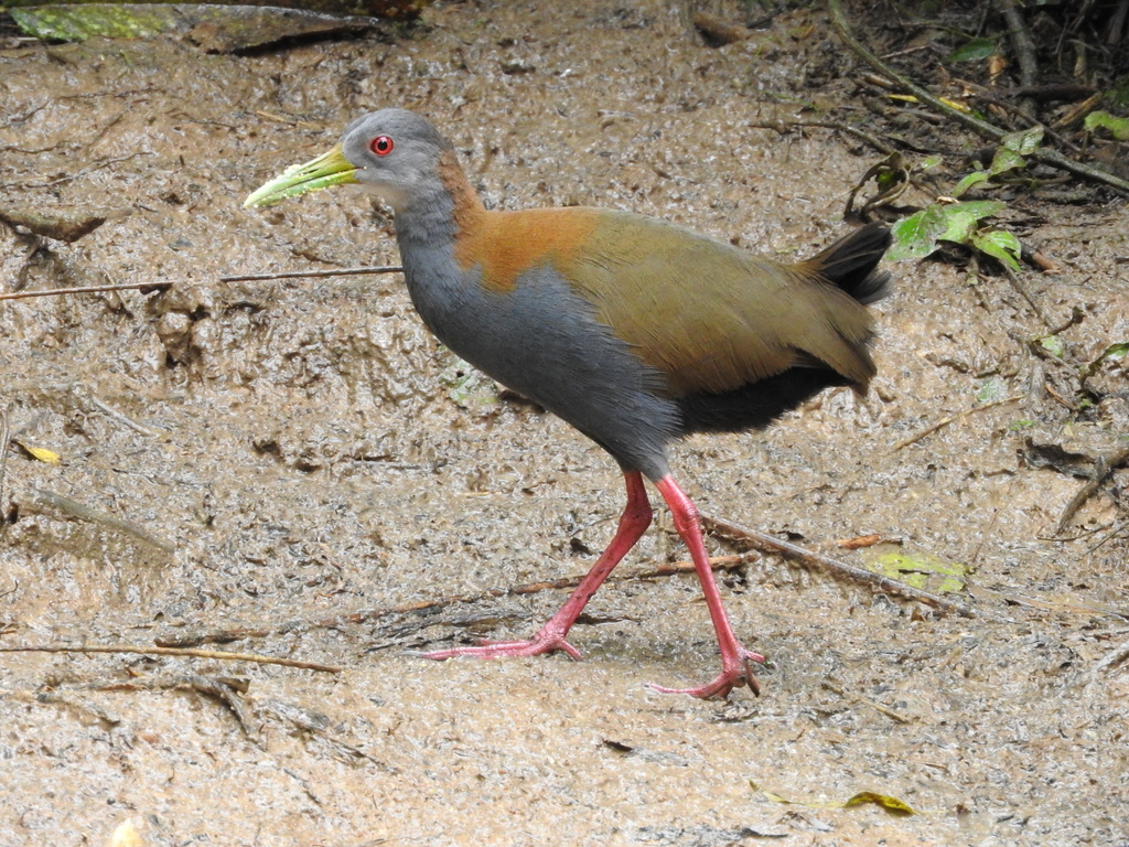 Slaty-Breasted Wood-Rail