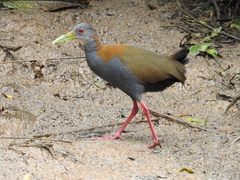 Slaty-Breasted Wood-Rail photo 1