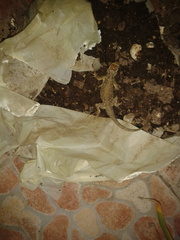 Sceloporus asper
