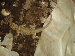 Sceloporus asper