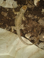 Sceloporus asper