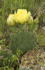 Opuntia mackensenii