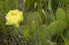 Opuntia mackensenii