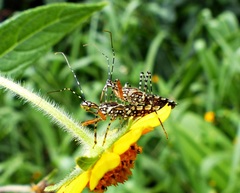 Cosmoclopius nigroannulatus