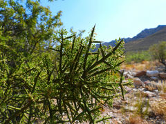 Koeberlinia spinosa
