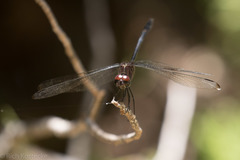 Dythemis velox