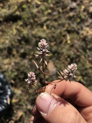 Polygonum polygaloides