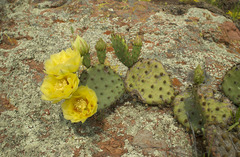 Opuntia mackensenii