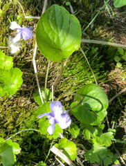 Viola epipsiloides