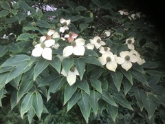 Cornus kousa