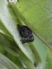 Rhyssomatus lineaticollis