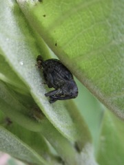 Rhyssomatus lineaticollis