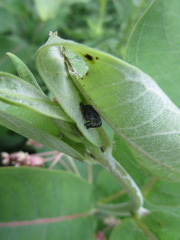 Rhyssomatus lineaticollis