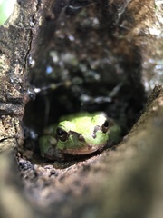 Hyla japonica