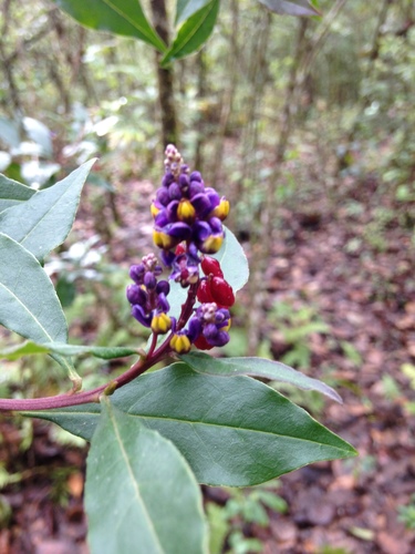 Monnina xalapensis