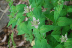 Monarda bradburiana