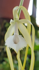 Brassavola cucullata
