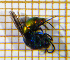 Chrysis ignita