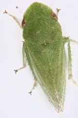 Xerophloea viridis