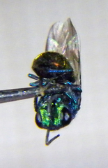Chrysis ignita