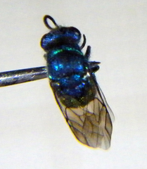 Chrysis ignita