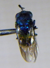 Chrysis ignita