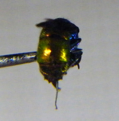 Chrysis ignita