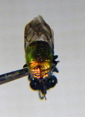Chrysis ignita