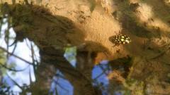 Thermonectus marmoratus