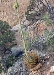 Agave utahensis kaibabensis