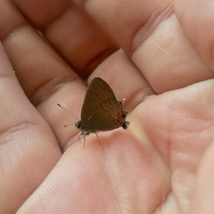 Electrostrymon hugon