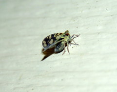 Bothriocera cognita