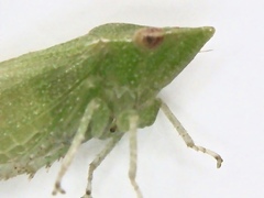 Xerophloea viridis