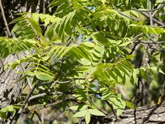 Juglans major