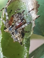 Wagneriana