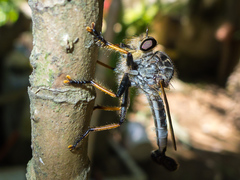 Efferia quadrimaculata