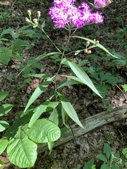 Vernonia flaccidifolia