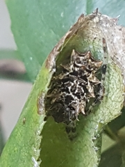 Wagneriana
